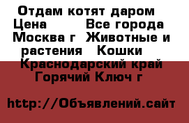 Отдам котят даром › Цена ­ 10 - Все города, Москва г. Животные и растения » Кошки   . Краснодарский край,Горячий Ключ г.